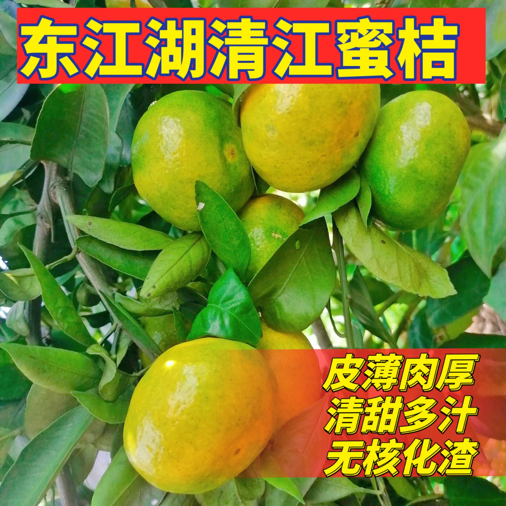 东江湖蜜橘  大量供应东江湖清江蜜橘薄皮橘子甜橘子