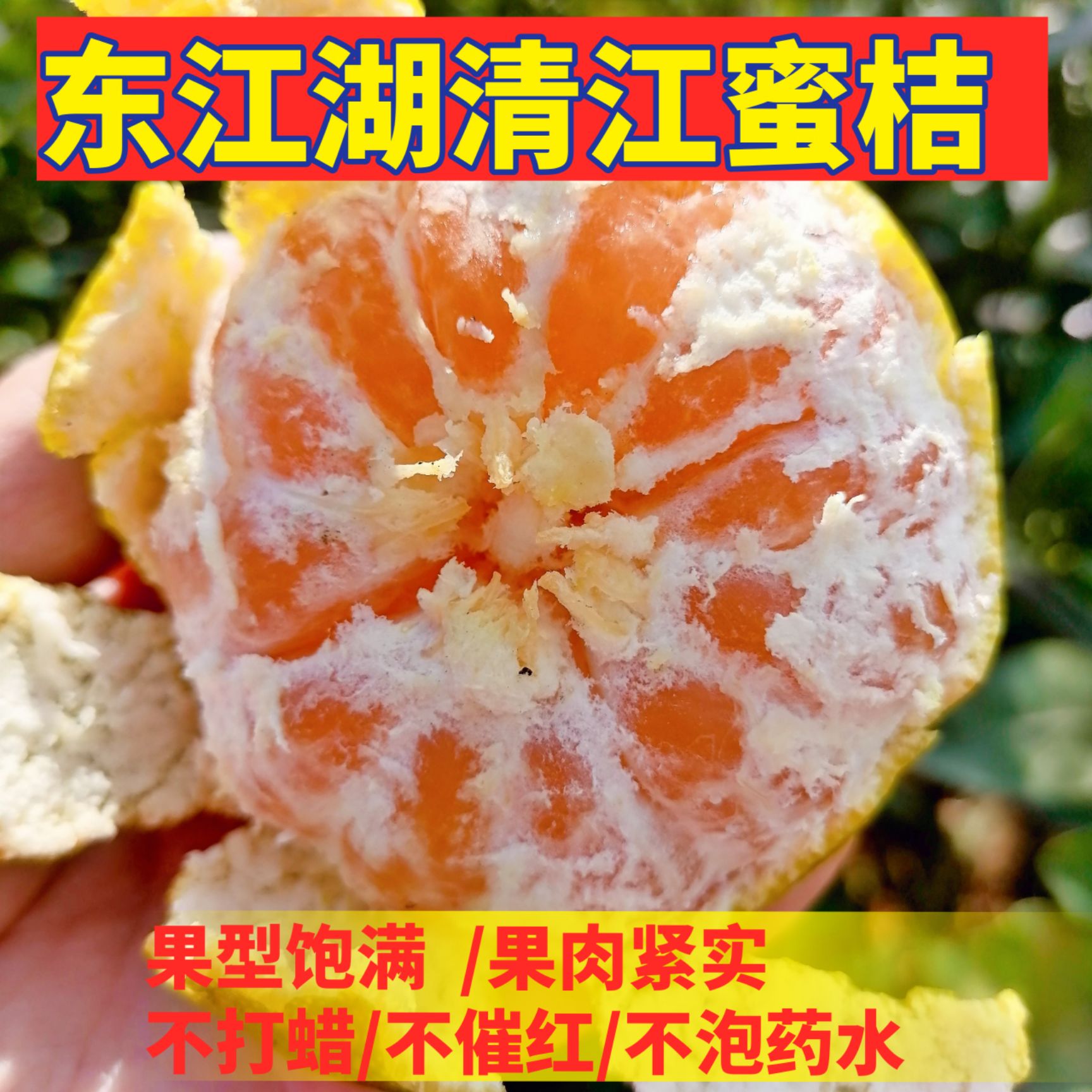 东江湖蜜橘  大量供应东江湖清江蜜橘薄皮橘子甜橘子