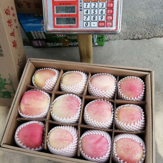 赞皇县 中秋王苹果精品礼盒装