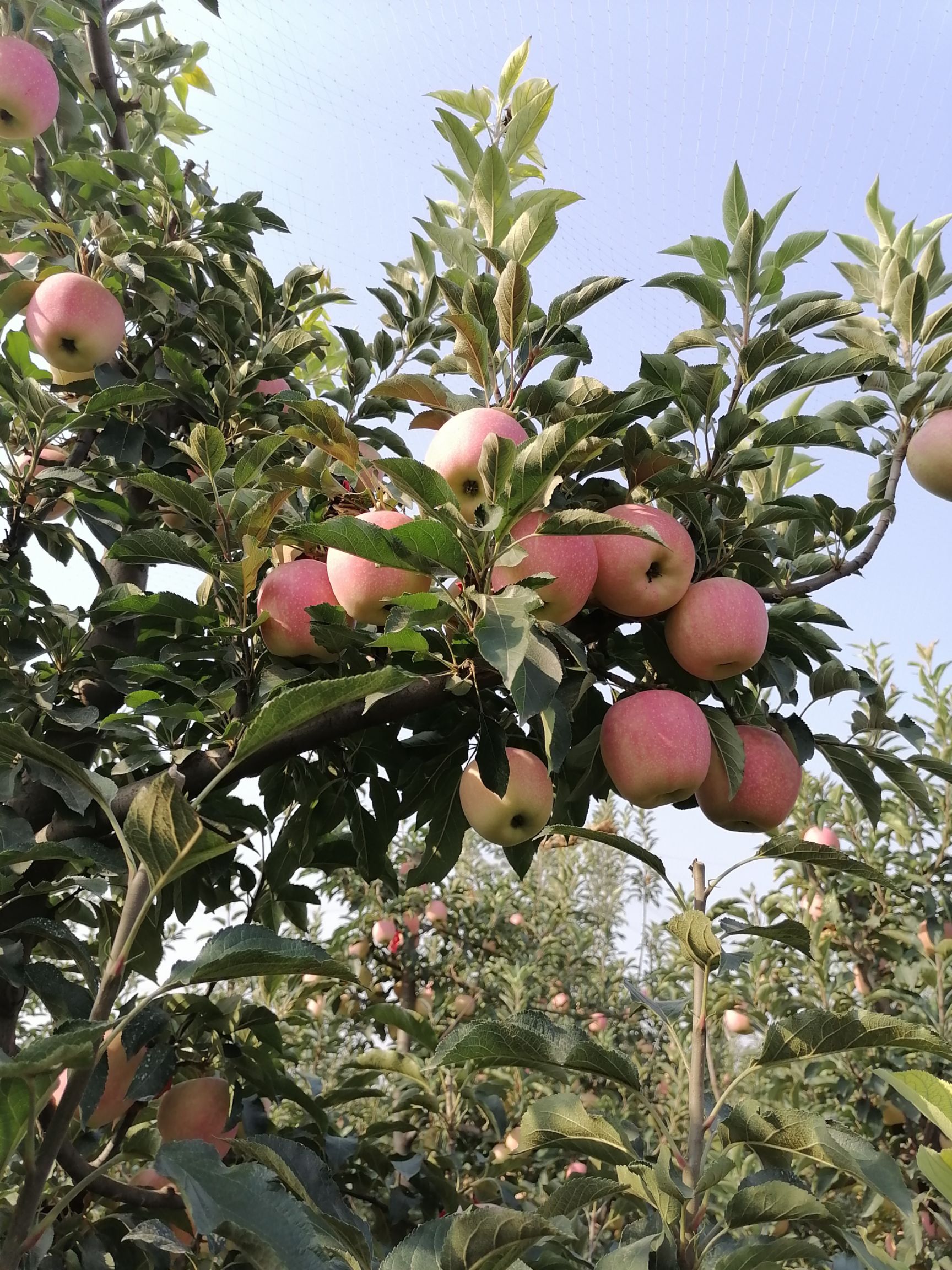 中秋王苹果个大饱满口感不错！