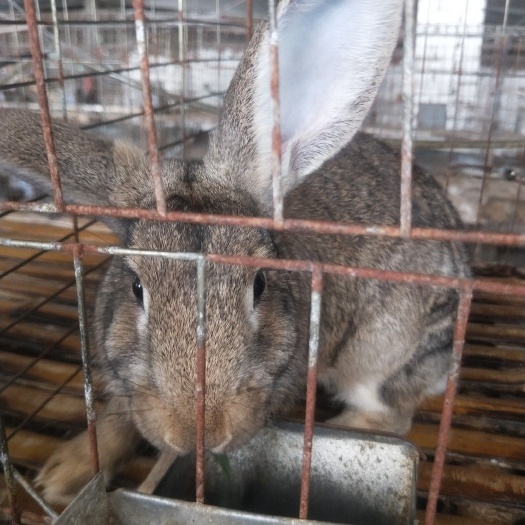 监利市比利时兔  湖北兔子养殖场提供种兔商品兔小兔品种全价格优惠