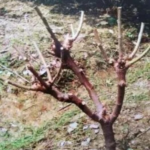 衡南县大叶桑苗