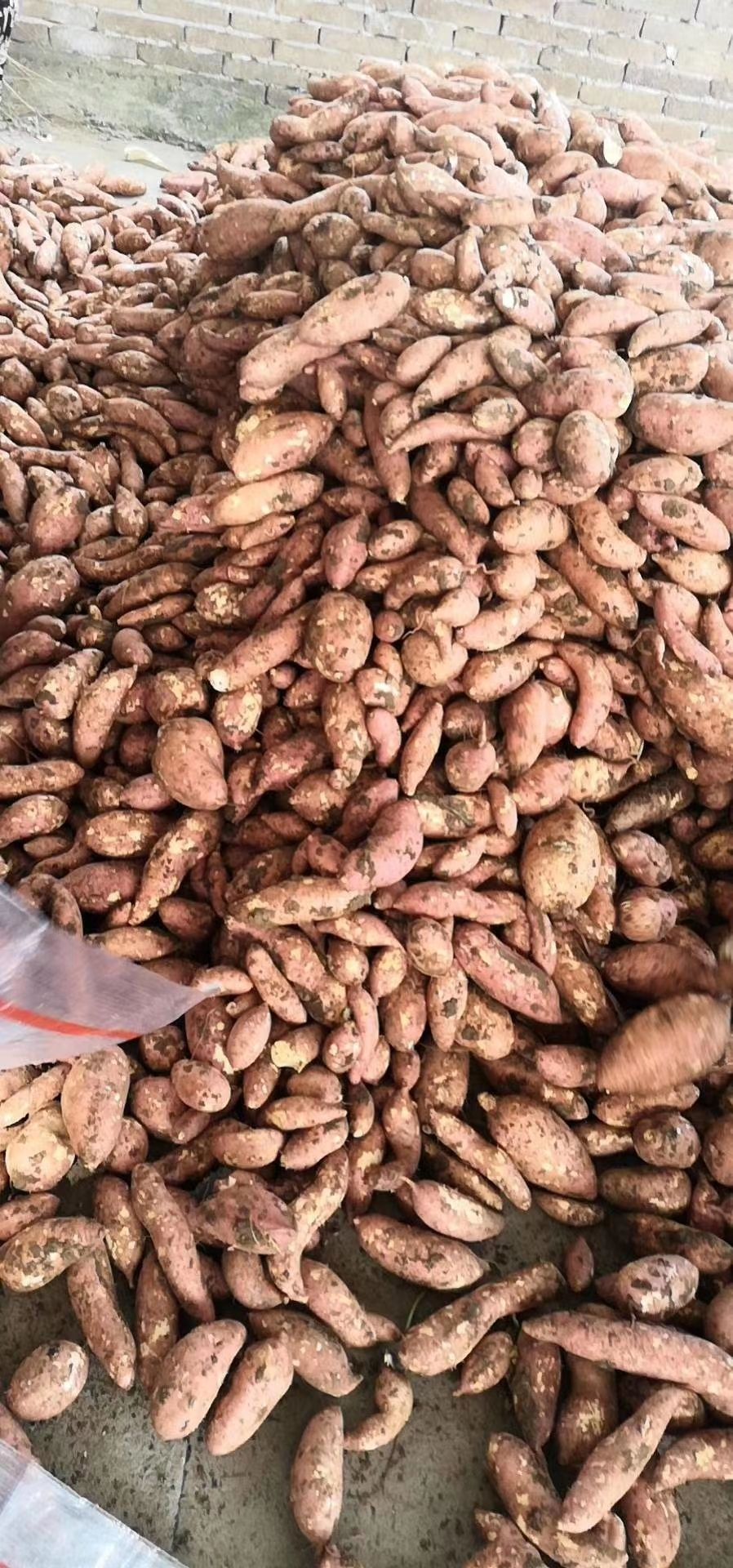 龙薯  加工厂红薯，龙九西瓜红