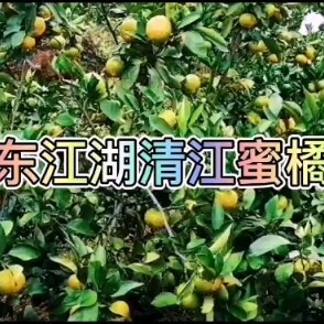 资兴市东江湖蜜橘  大量供应东江湖清江蜜橘薄皮橘子甜橘子