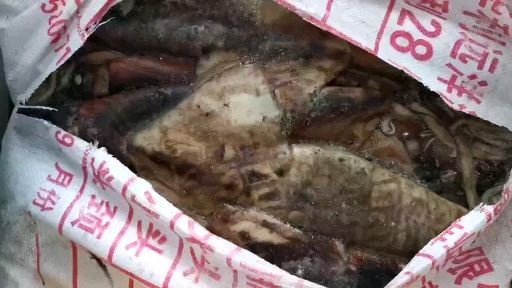 连云港船冻鱿鱼，新鲜大鱿鱼