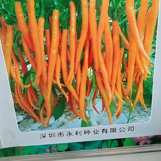 商丘艳红辣椒 
