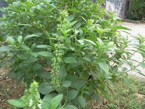 全年大量供应特级金不换罗勒鱼生菜九层塔紫苏
