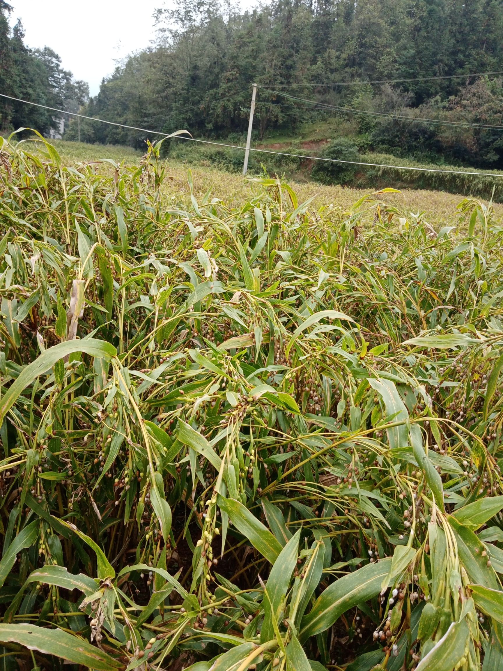 晴隆薏仁米