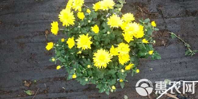 菊花小球菊九月菊国庆菊基地直供