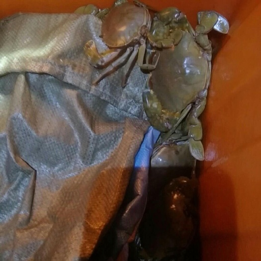 三门县 中秋临近青蟹越来越紧张了。送礼三门青蟹