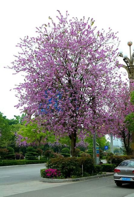 宫粉紫荆树  宫粉紫荆  基地直销 价格优惠 24小时发货