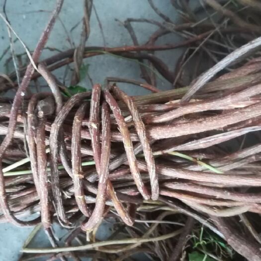 普定县 贵州四季分明，草药含量高，主营伸筋草，质量保证，诚信为本。