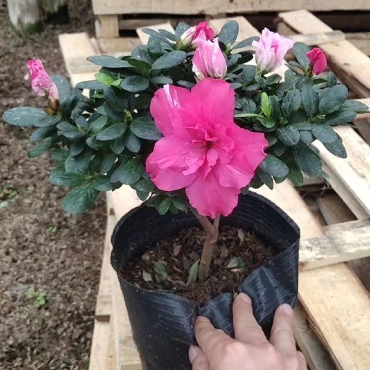 普宁市五宝杜鹃花袋苗花朵大 颜色鲜艳饱满 色泽充盈 一株多品多色