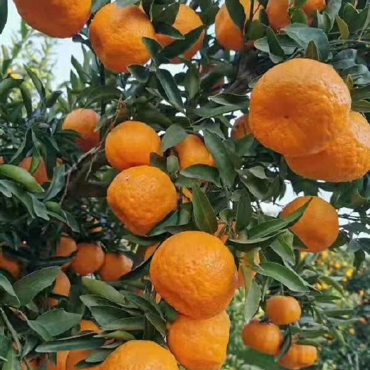 椪柑  芦柑 产地一手货源
