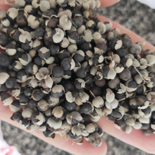 江西单叶蔓荆子，高含量品种，产地直供