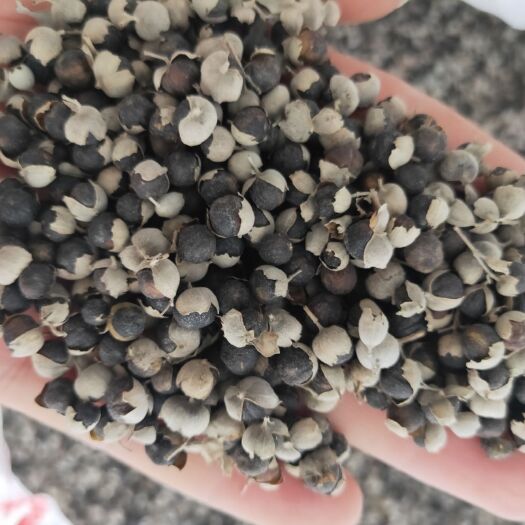 弋阳县江西单叶蔓荆子，高含量品种，产地直供