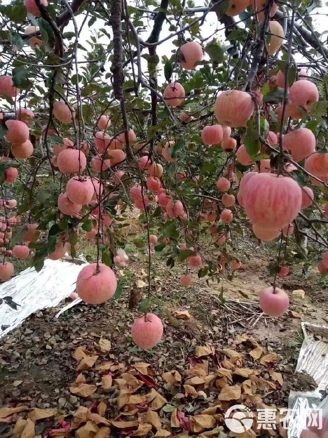 山东新鲜红富士苹果。果园采摘。处理冷库苹果口感好。价格便宜。