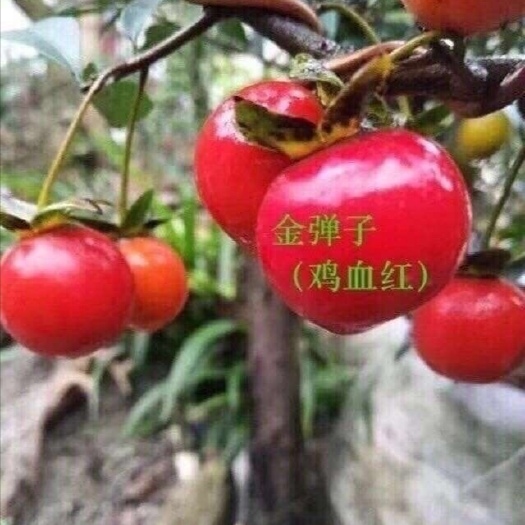 金弹子小苗