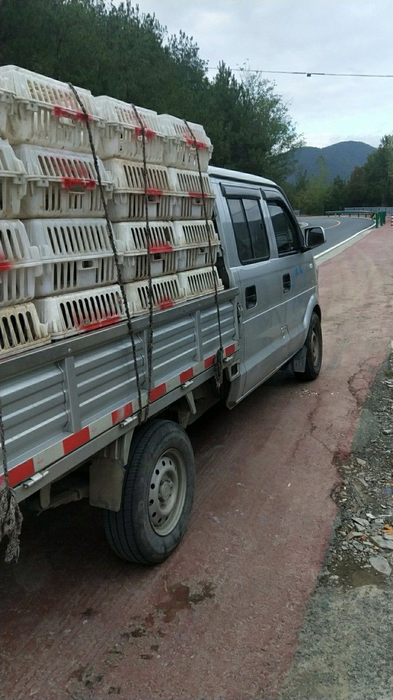  湖北兔子养殖供应优质种兔肉兔苗杂交兔