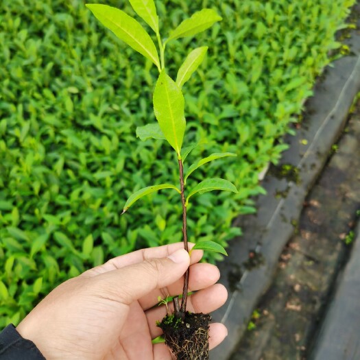 宜昌茶树苗  轻基质扦插茶叶穴盘苗，根系发达，植株健壮，成活率高