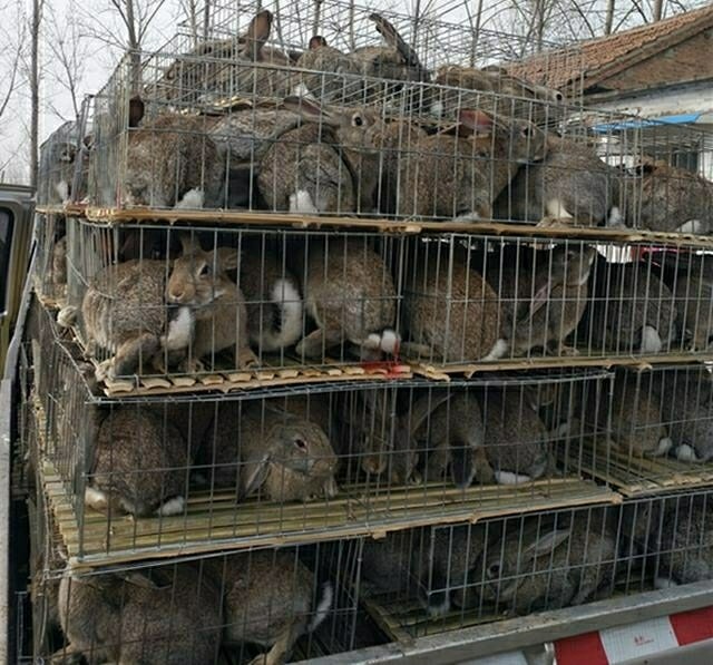  湖北兔子养殖供应优质种兔肉兔苗杂交兔