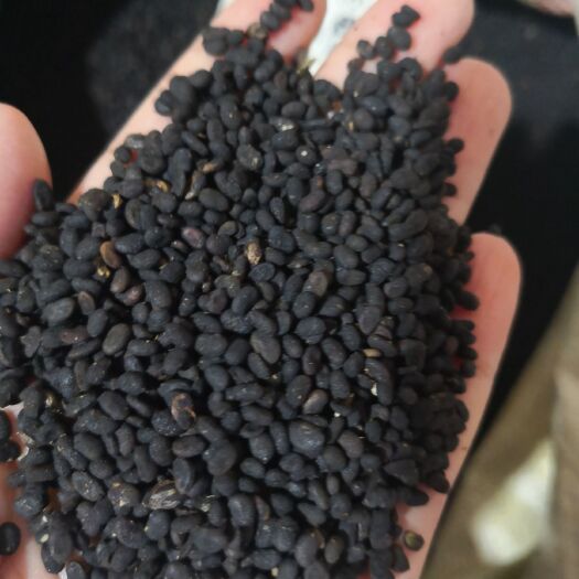 补骨脂 品质好 各种规格 量大从优