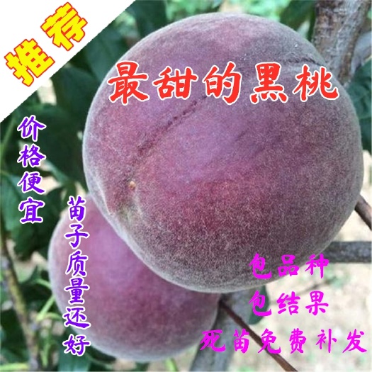 嫁接桃树苗，南北方都可以种植，当年结果黑桃苗