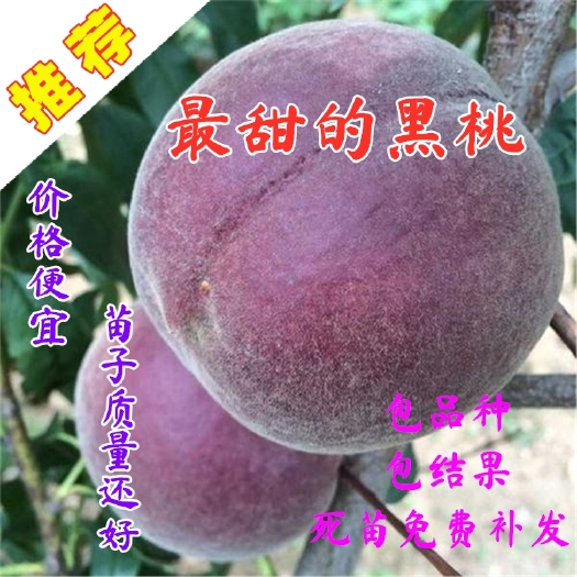 平邑县嫁接桃树苗，南北方都可以种植，当年结果黑桃苗