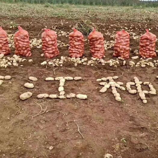 玉龙县丽薯6号种薯 近代种薯，产量高，