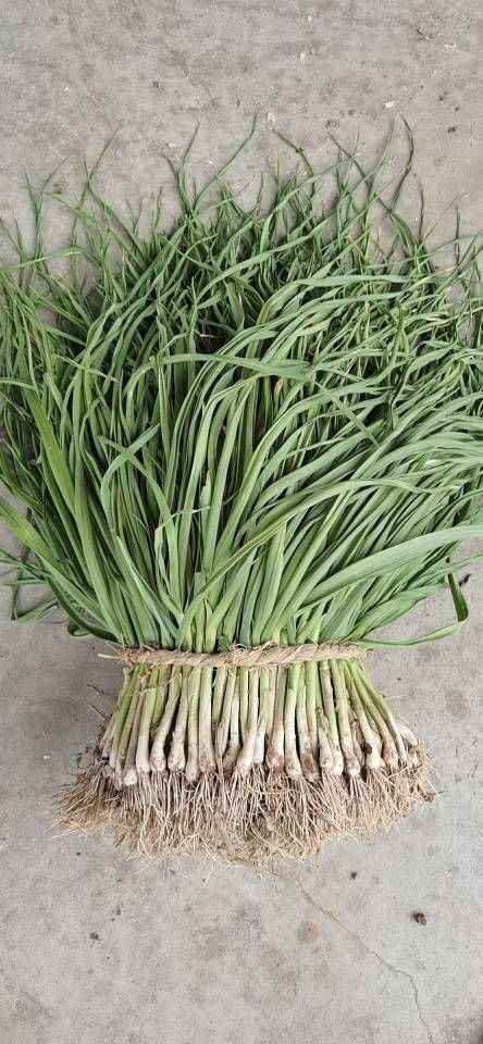 盐城精品红根蒜苗