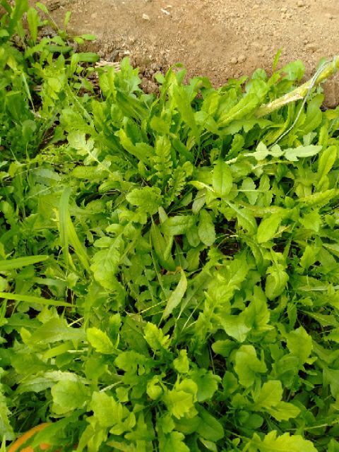 寿光市野生荠菜 大棚自己长的无公害荠菜，鲜嫩好吃