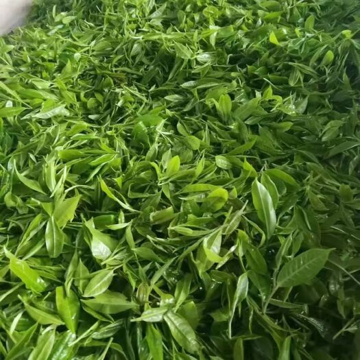 贵阳新工艺白茶  古树白茶