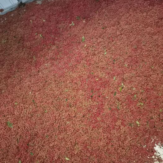 夏县韩城梅花椒  大红袍狮子头花椒