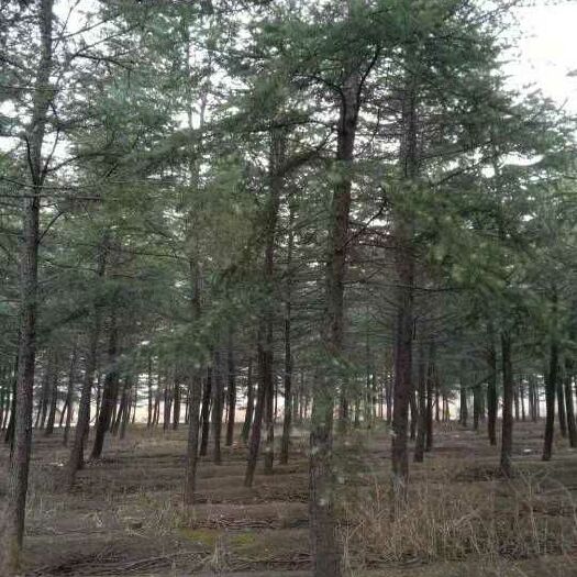 惠民县雪松 胸径20公分以上，分支3米左右，杆直，树冒稀疏