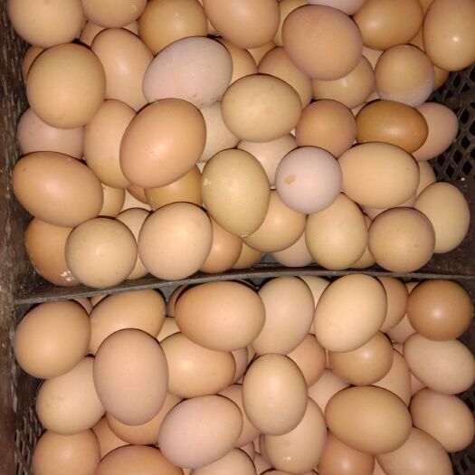 沈阳粉蛋 精品大鸡蛋