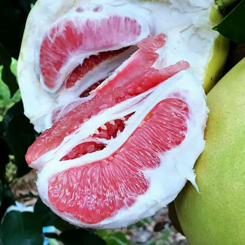 广东梅州红心柚 三红柚 白心柚 果大皮薄多汁 清甜脆口