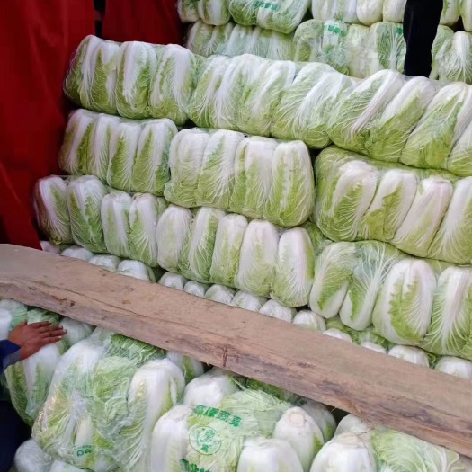 东台市秋白菜  东台优质大白菜