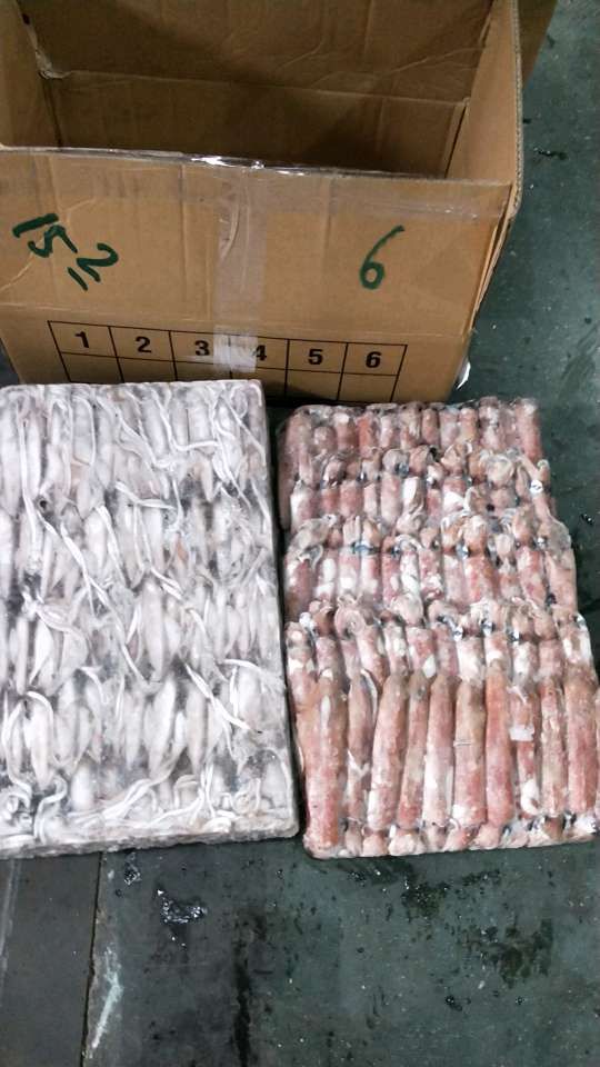 印尼鱿鱼 肉厚鲜美
