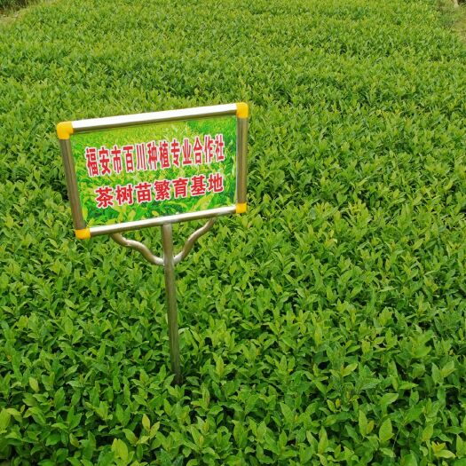 福安市龙井43号茶树苗  龙井43