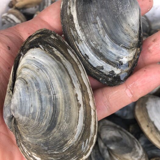 威海批发生蚝，扇贝，海螺，耳贝，等海鲜