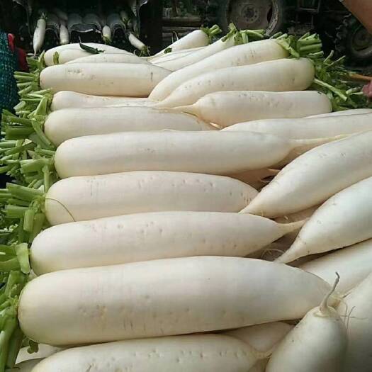 奉节白萝卜，品种花叶和板叶，清洗加工装袋打冷。