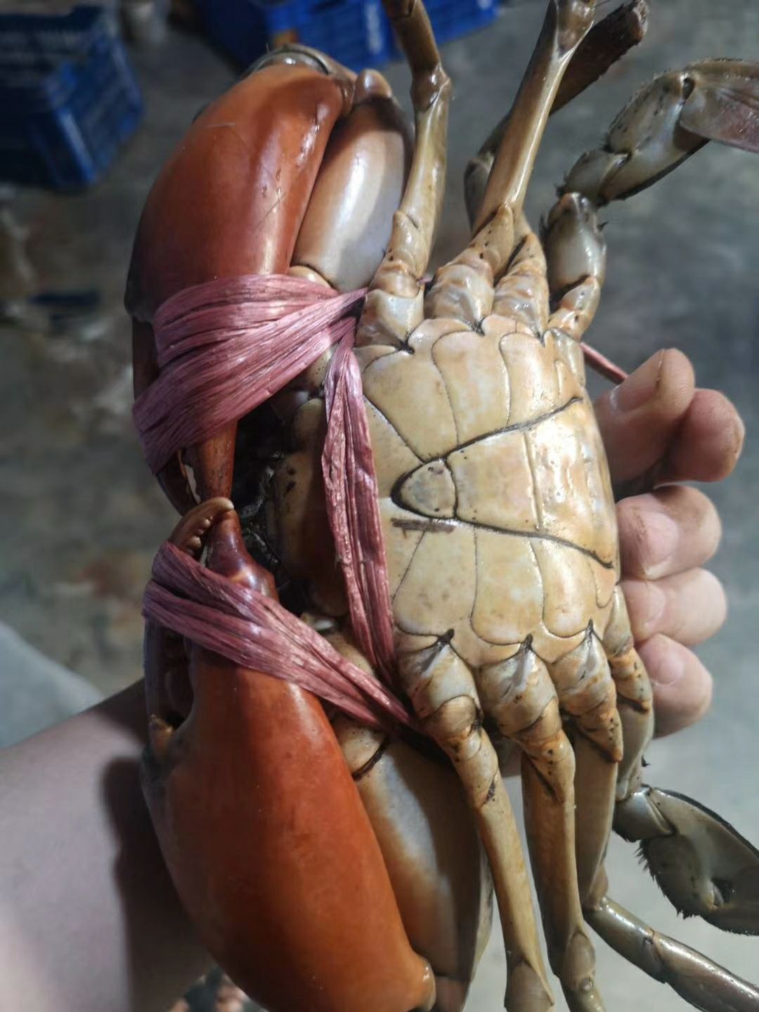 青蟹  生猛，肉质饱满