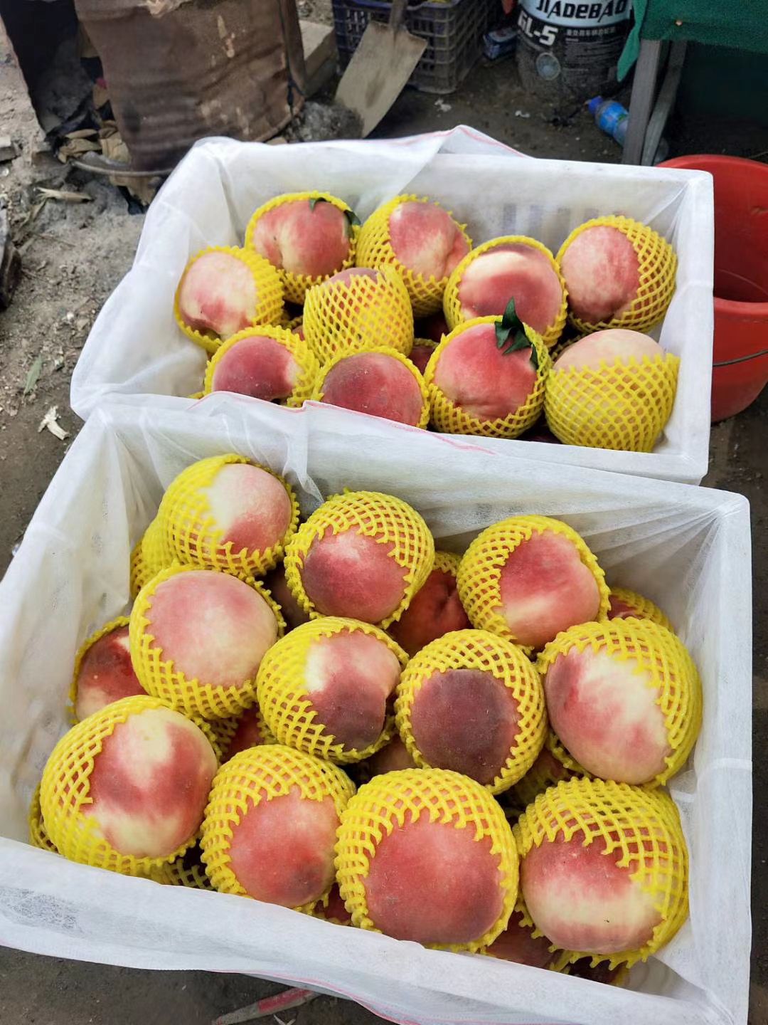 雪桃  【金秋红蜜】沂蒙山里的蜜桃产地基地。全国发货保证质量。