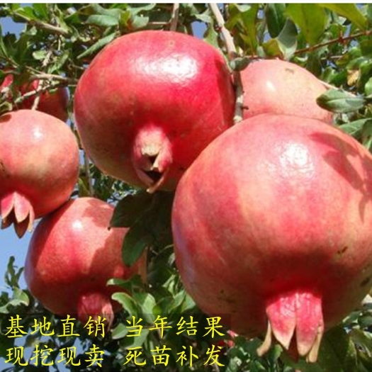 平邑县蒙阳红石榴苗  蒙阳红大石榴苗软籽石榴树苗当年结果苗无籽苗盆栽地栽特大庭院果