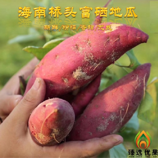 澄迈县海南澄迈桥头地瓜 粉糯香甜  批发 一件代发