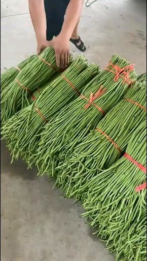 兰陵县长豇豆  精品豆角质量非常好
