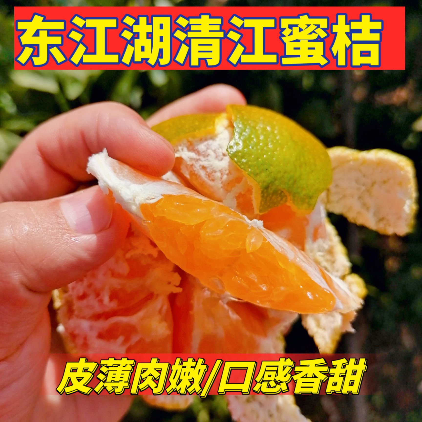 东江湖蜜橘  大量供应东江湖清江蜜橘薄皮橘子甜橘子