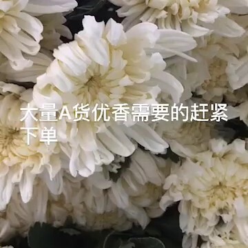 新沂市白菊 