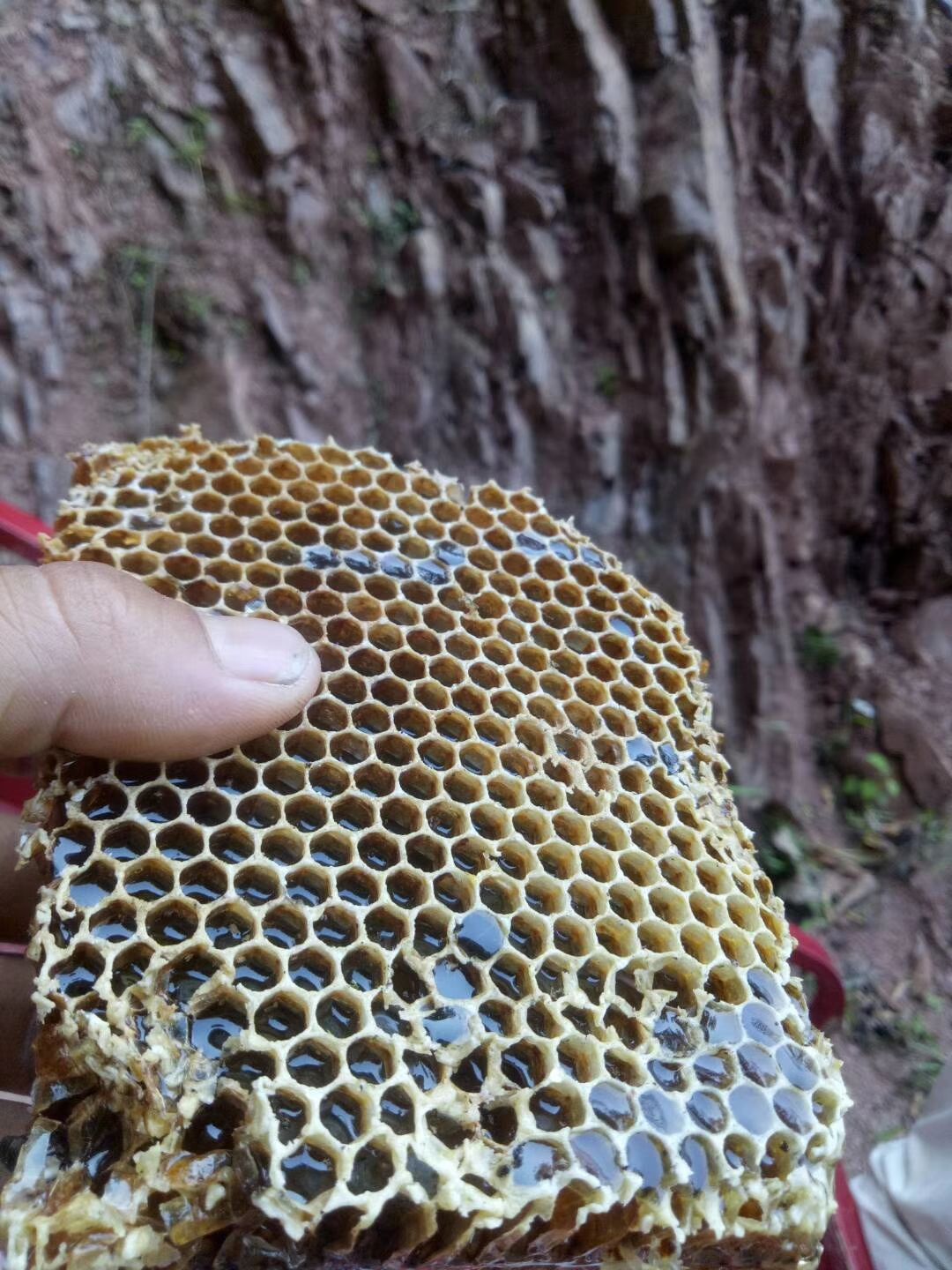 枣花蜜 大森林蜂蜜天然无公害放心购买