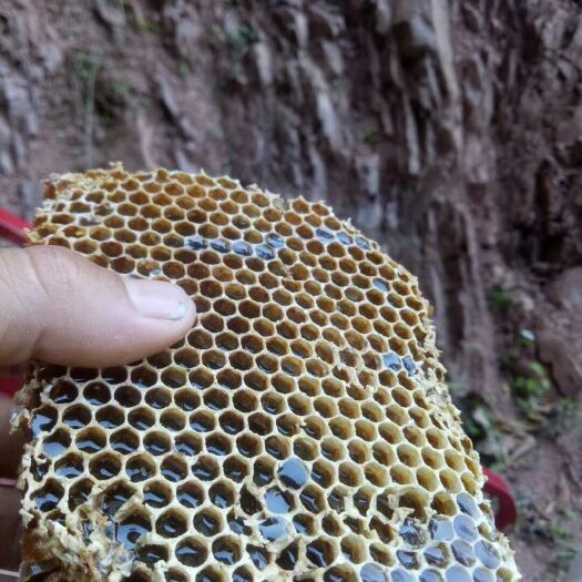 勐腊县枣花蜜 大森林蜂蜜天然无公害放心购买